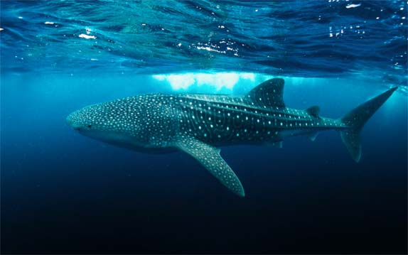Maldives-whale-sharks